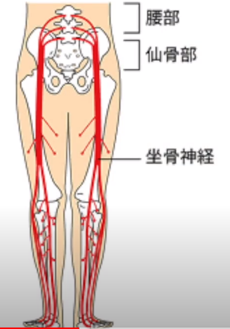 坐骨神経